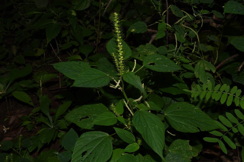 Acalypha carrascoana photo 2