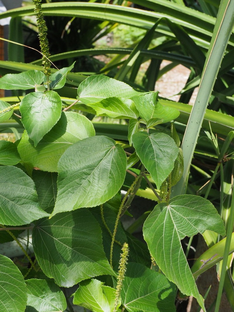Acalypha caturus