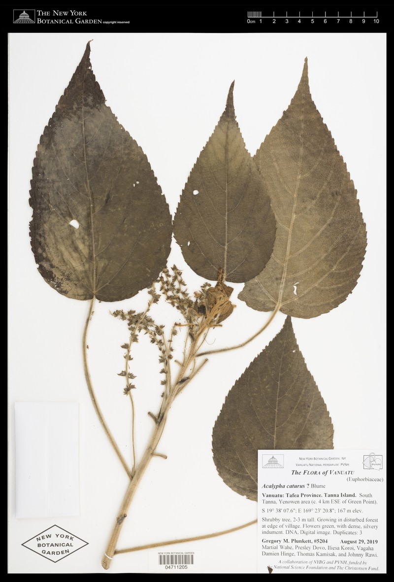Acalypha caturus photo 2