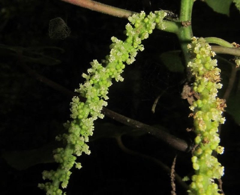 Acalypha caturus photo 3