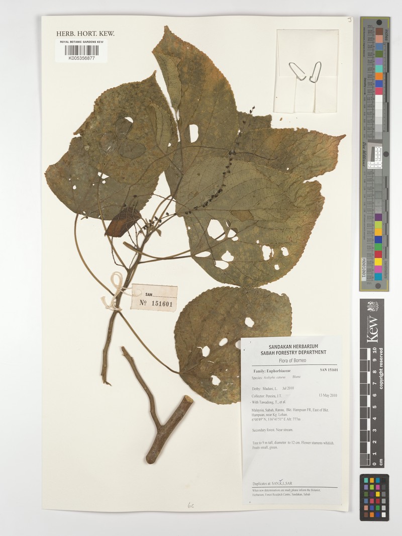 Acalypha caturus photo 4