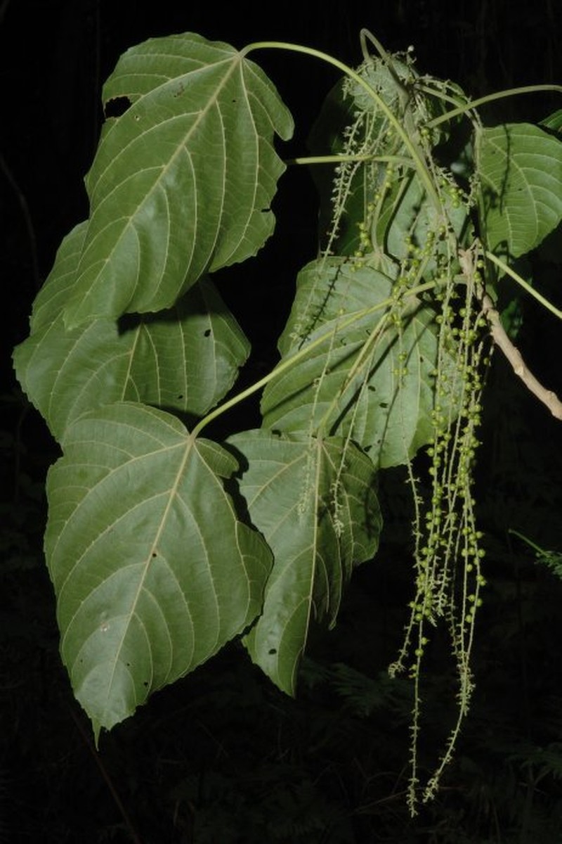 Acalypha caturus photo 5