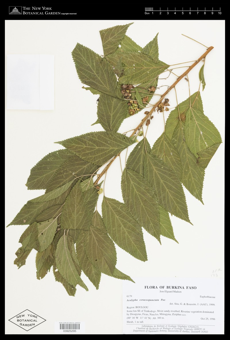 Acalypha ceraceopunctata