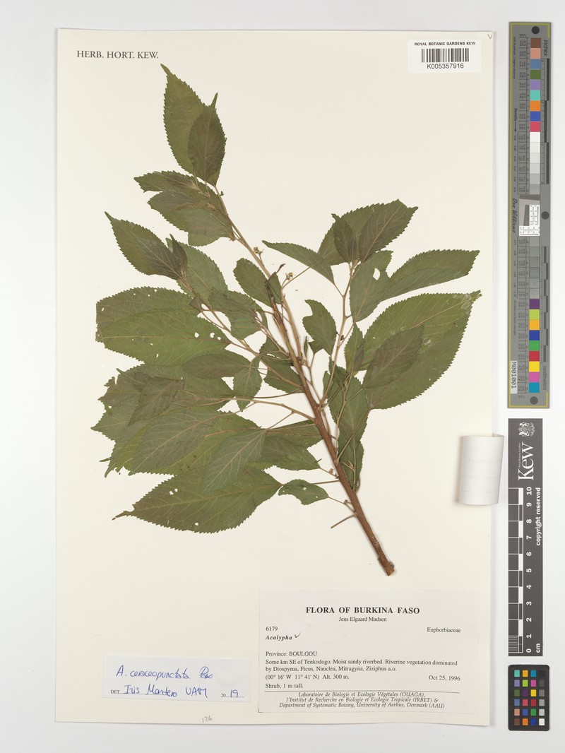 Acalypha ceraceopunctata photo 2