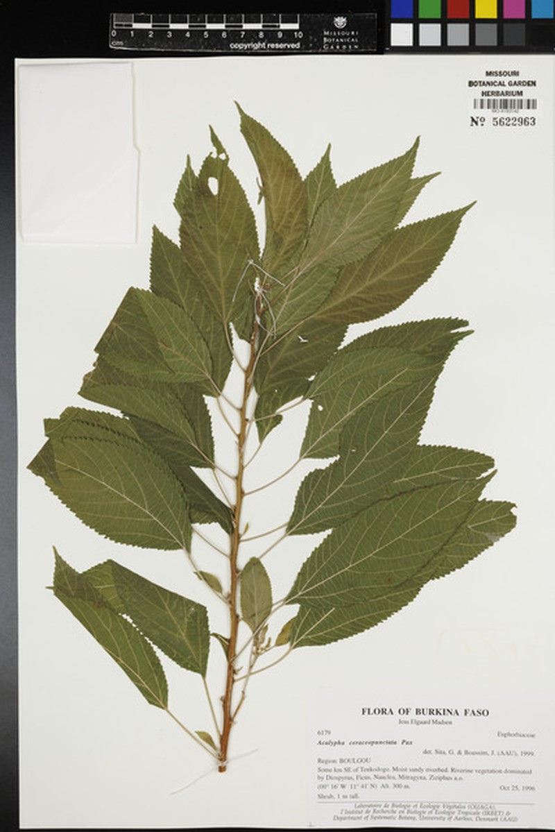 Acalypha ceraceopunctata photo 3