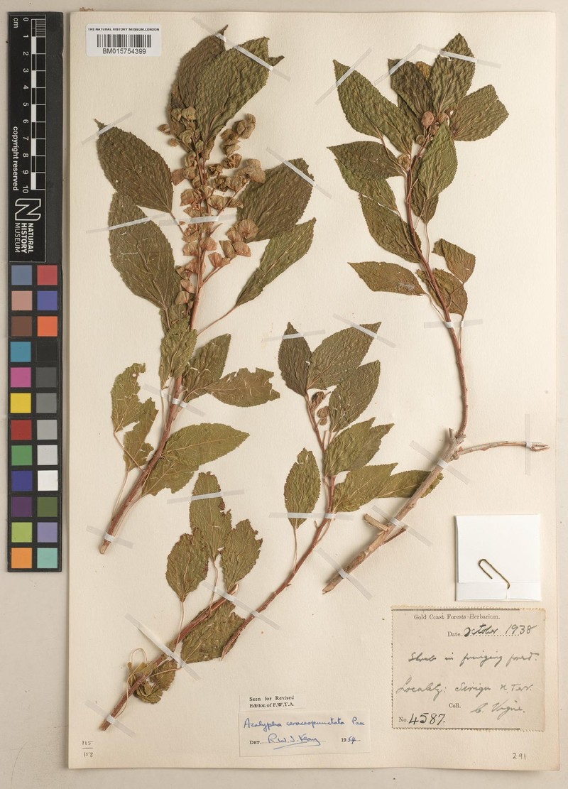 Acalypha ceraceopunctata photo 4