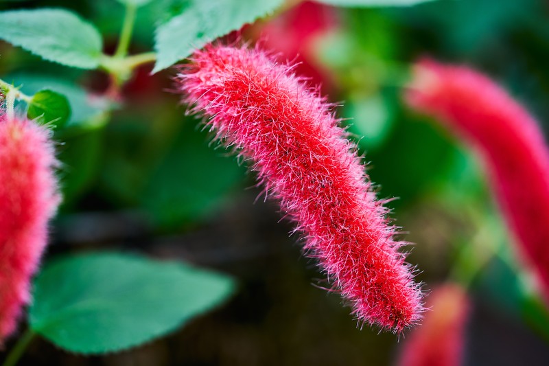 Acalypha chamaedrifolia