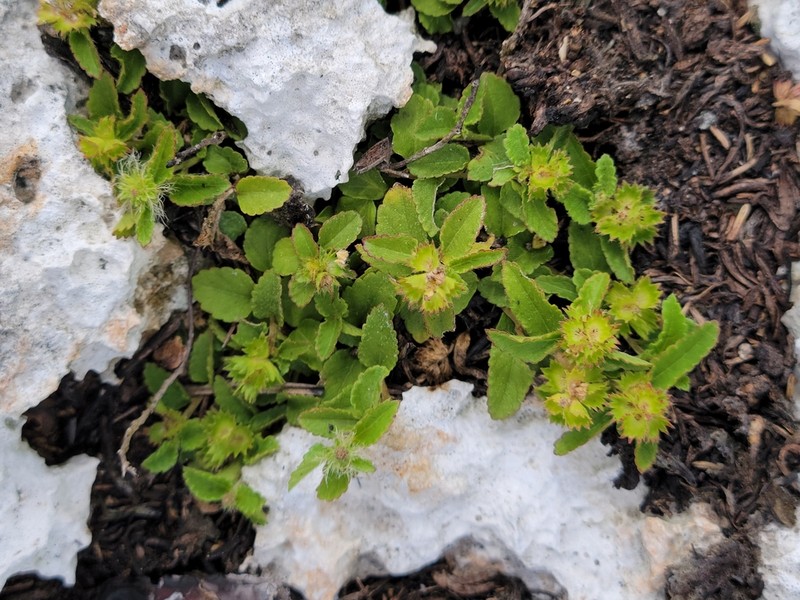 Acalypha chamaedrifolia photo 2