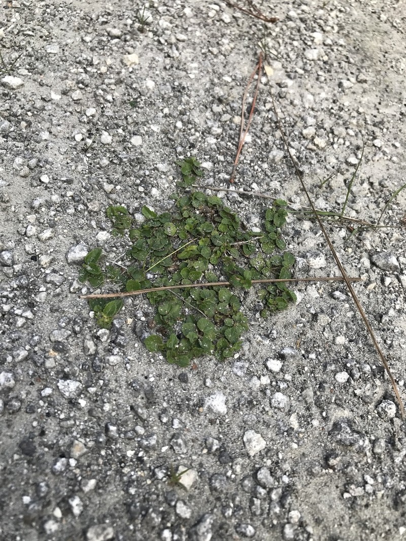 Acalypha chamaedrifolia photo 3