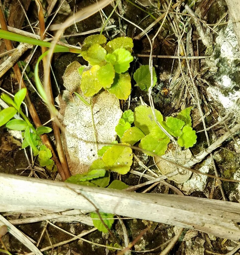 Acalypha chamaedrifolia photo 4