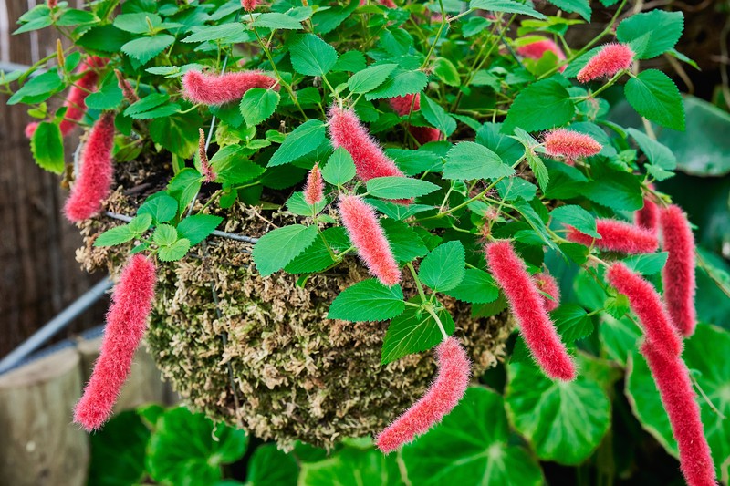 Acalypha chamaedrifolia photo 5