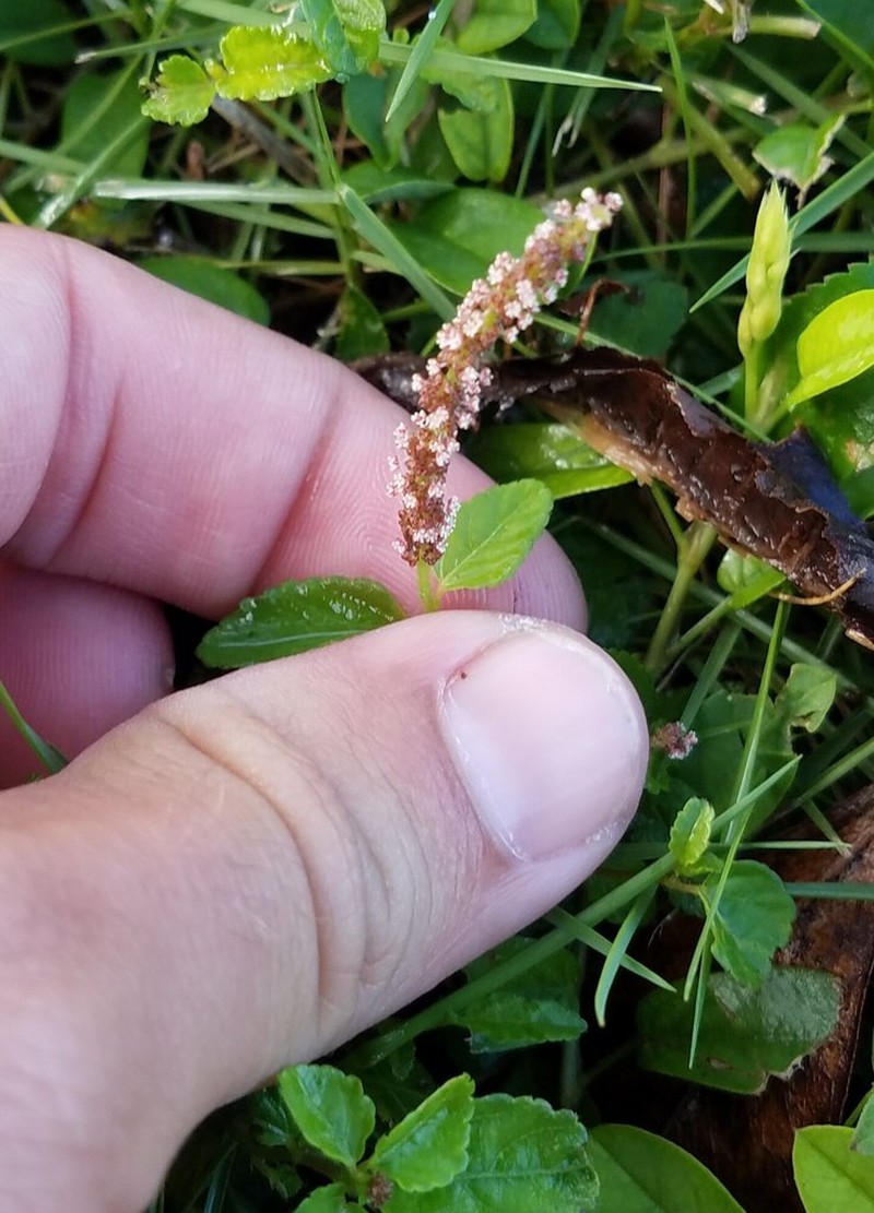 Acalypha chamaedrifolia photo 6