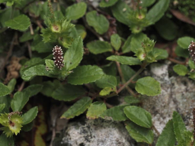 Acalypha chamaedrifolia photo 7