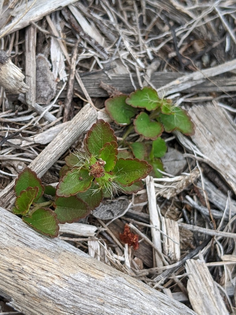 Acalypha chamaedrifolia photo 8