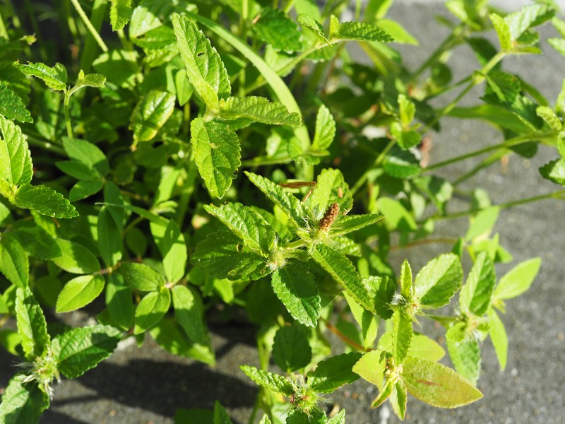 Bastard Copperleaf