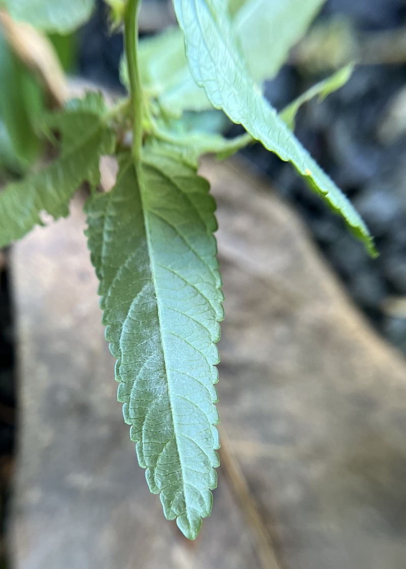 Bastard Copperleaf photo 2