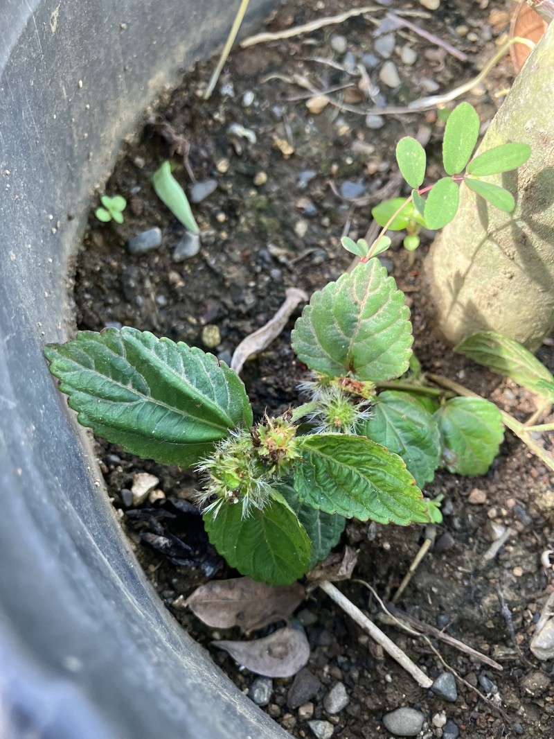 Bastard Copperleaf photo 3