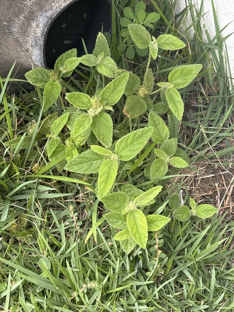 Bastard Copperleaf photo 4
