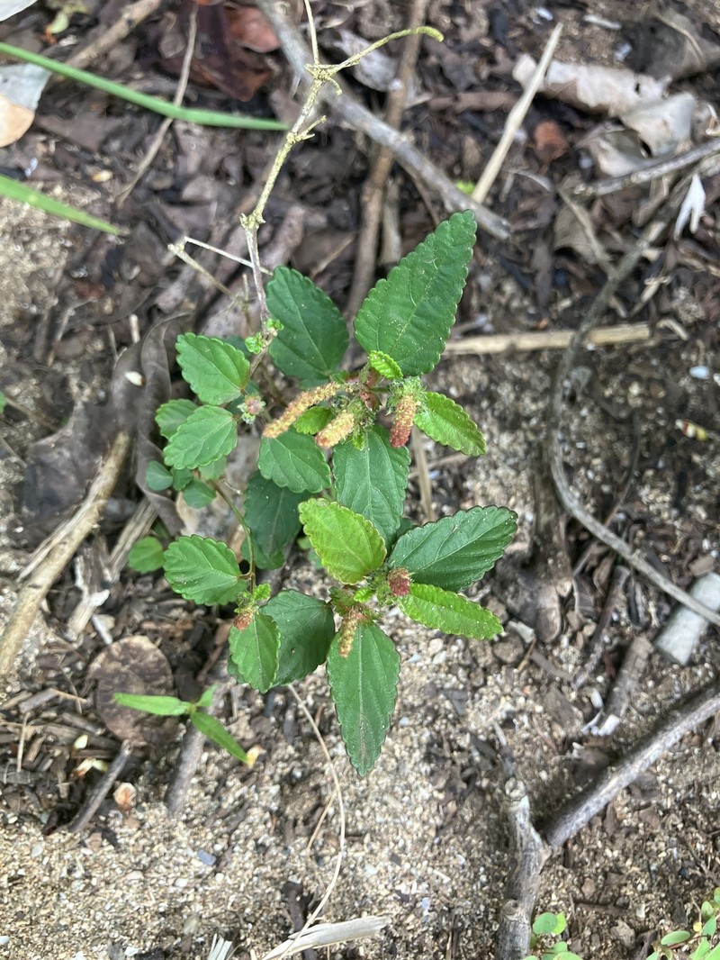 Bastard Copperleaf photo 5