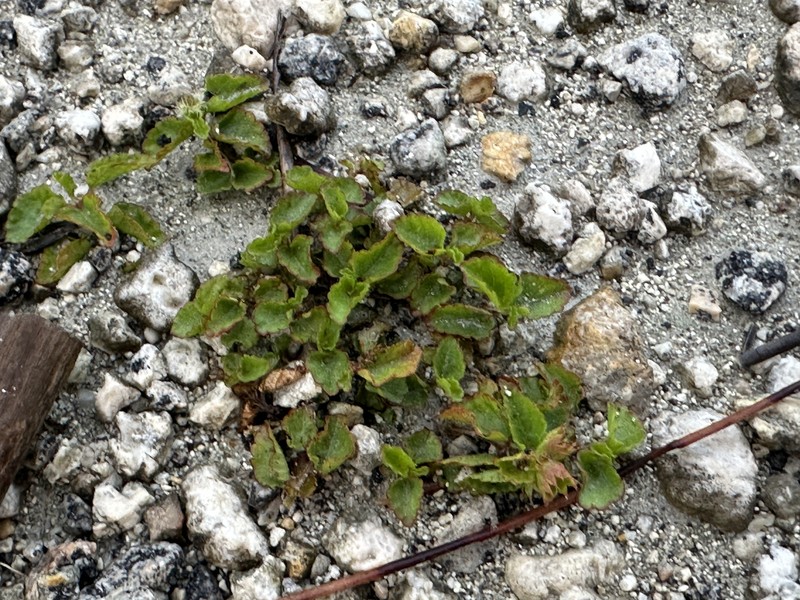 Bastard Copperleaf photo 6