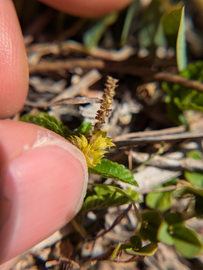 Bastard Copperleaf photo 7
