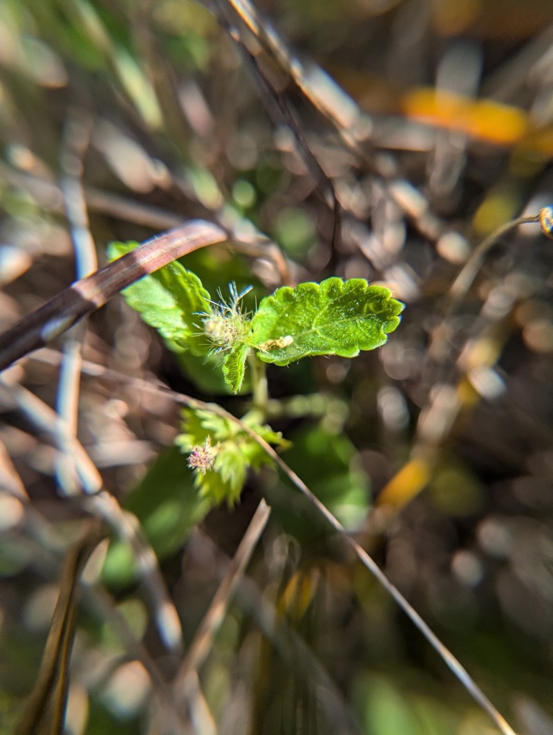 Bastard Copperleaf photo 8