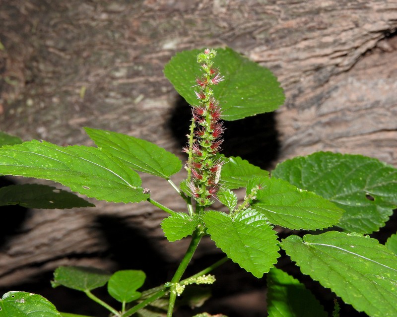 Acalypha chaquensis