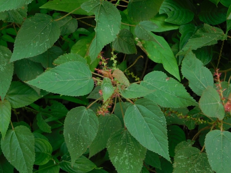 Acalypha chiapensis