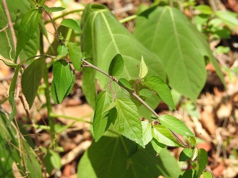 Acalypha chiapensis photo 2