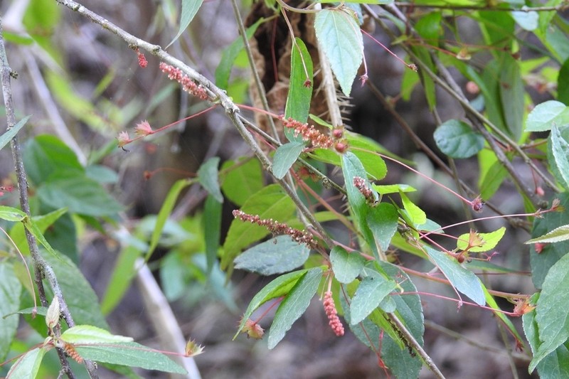 Acalypha chiapensis photo 3