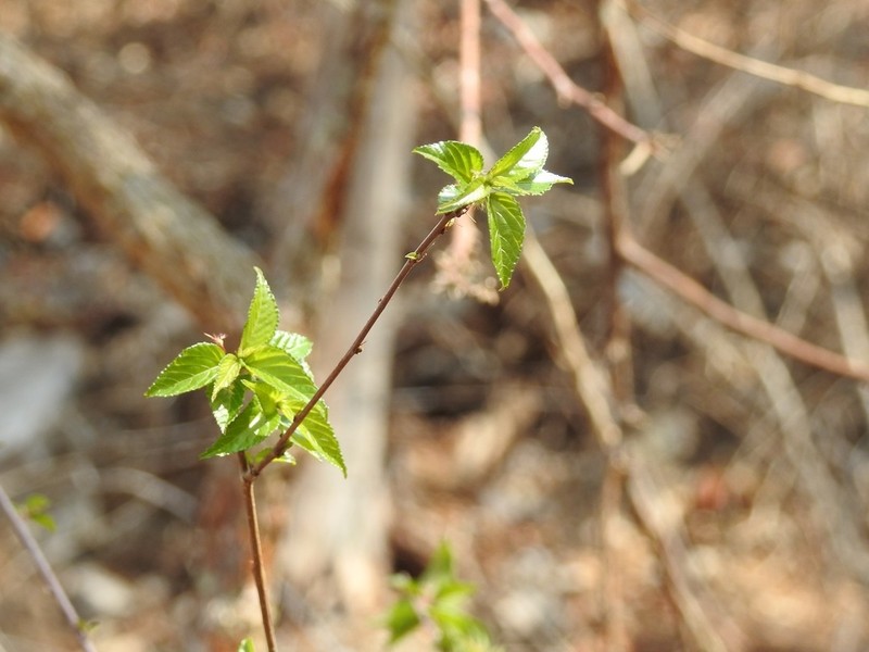 Acalypha chiapensis photo 4