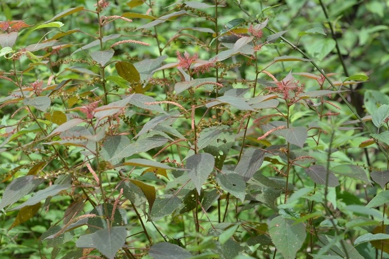 Acalypha chiapensis photo 5