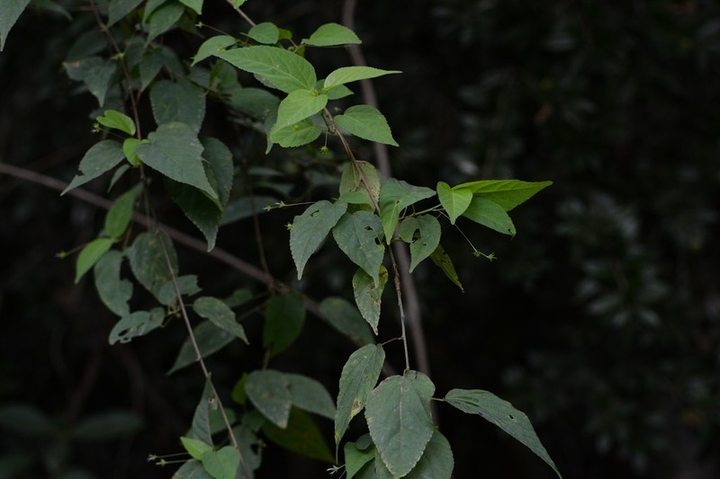 Acalypha chiapensis photo 6
