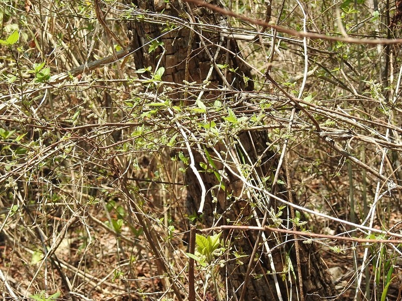Acalypha chiapensis photo 7