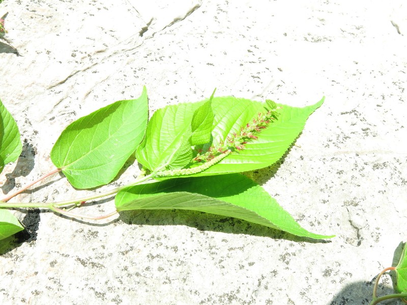 Acalypha chiapensis photo 8