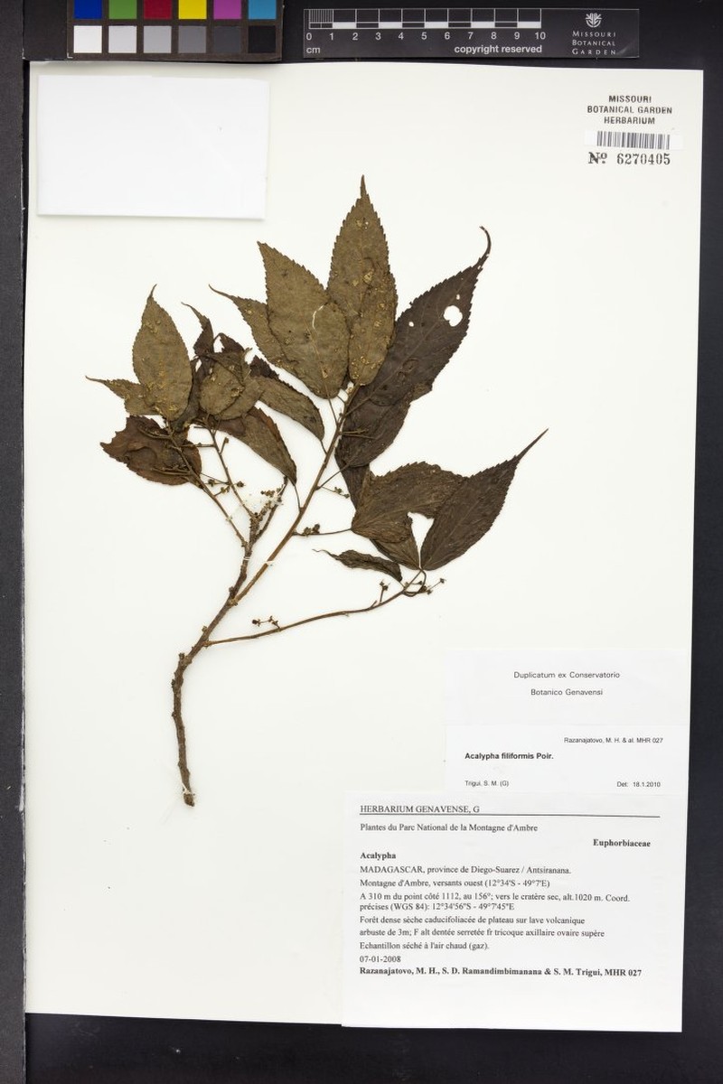 Acalypha chibomboa