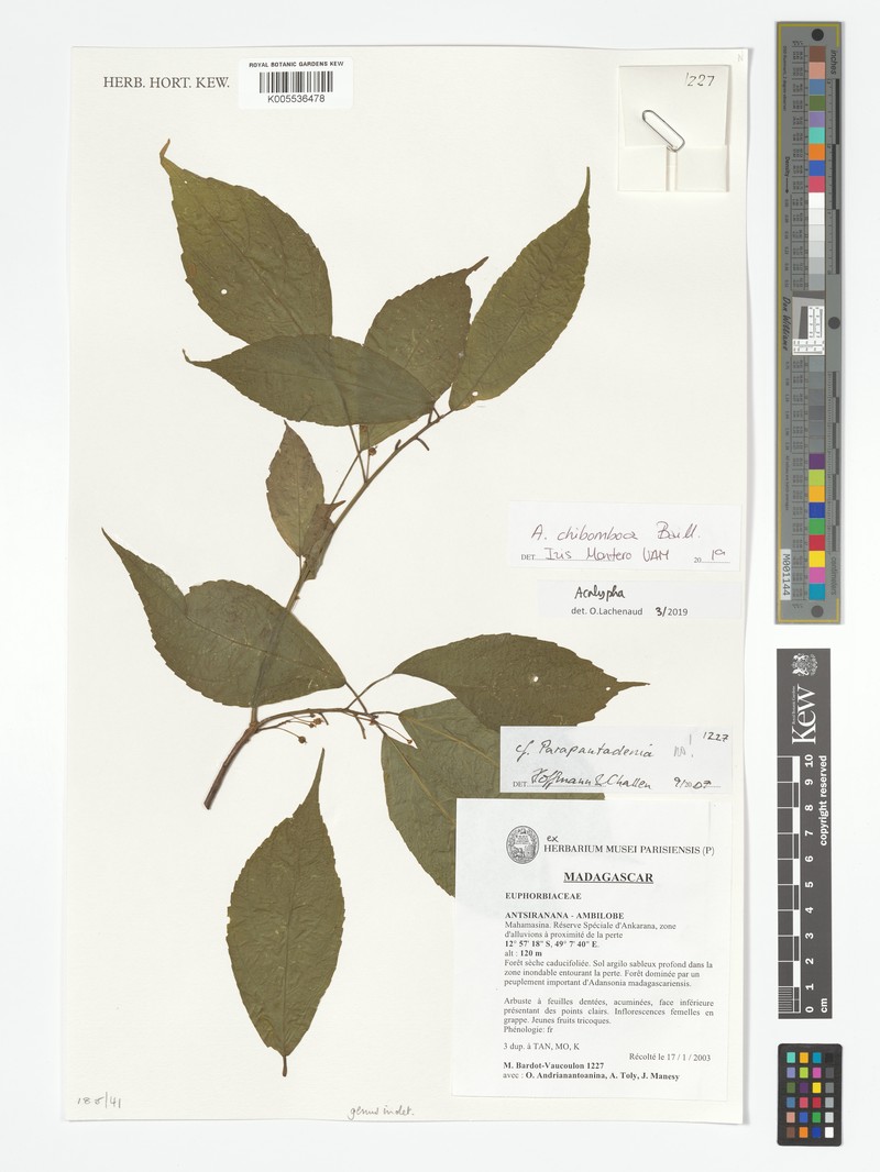 Acalypha chibomboa photo 2