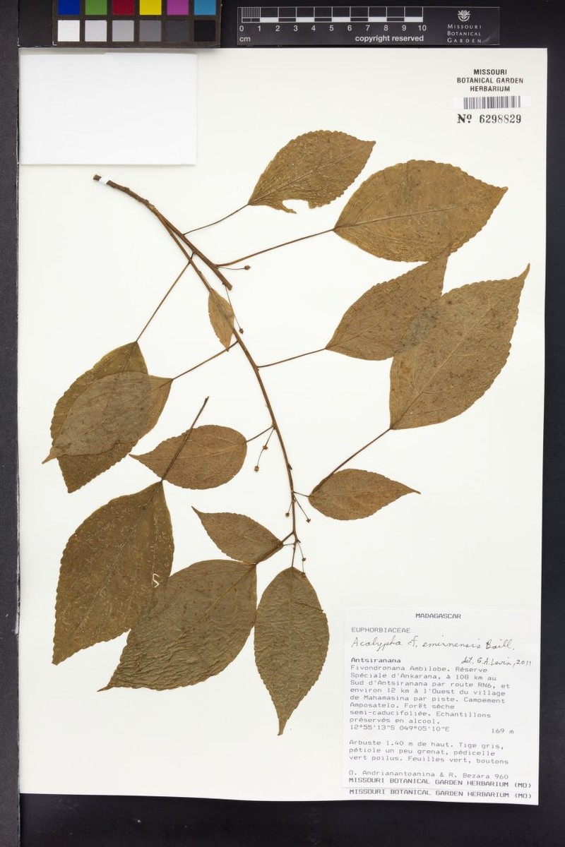 Acalypha chibomboa photo 3