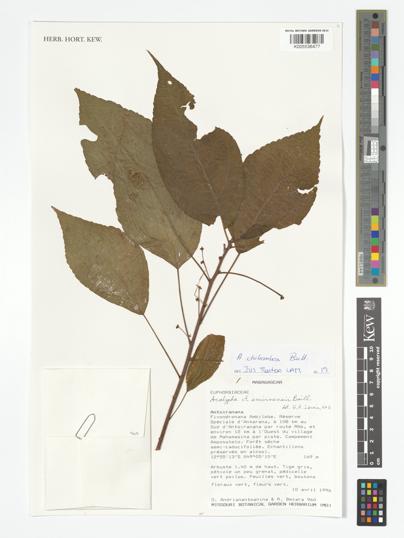 Acalypha chibomboa photo 4