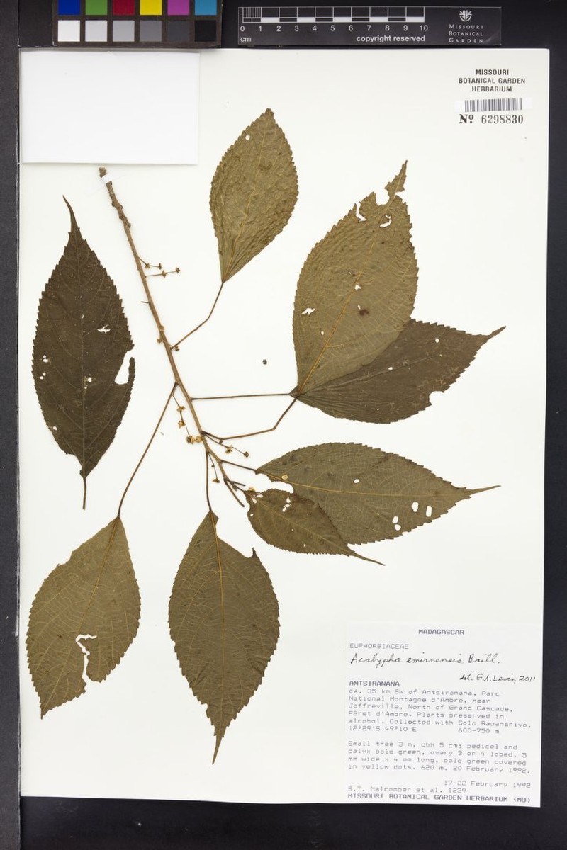 Acalypha chibomboa photo 5