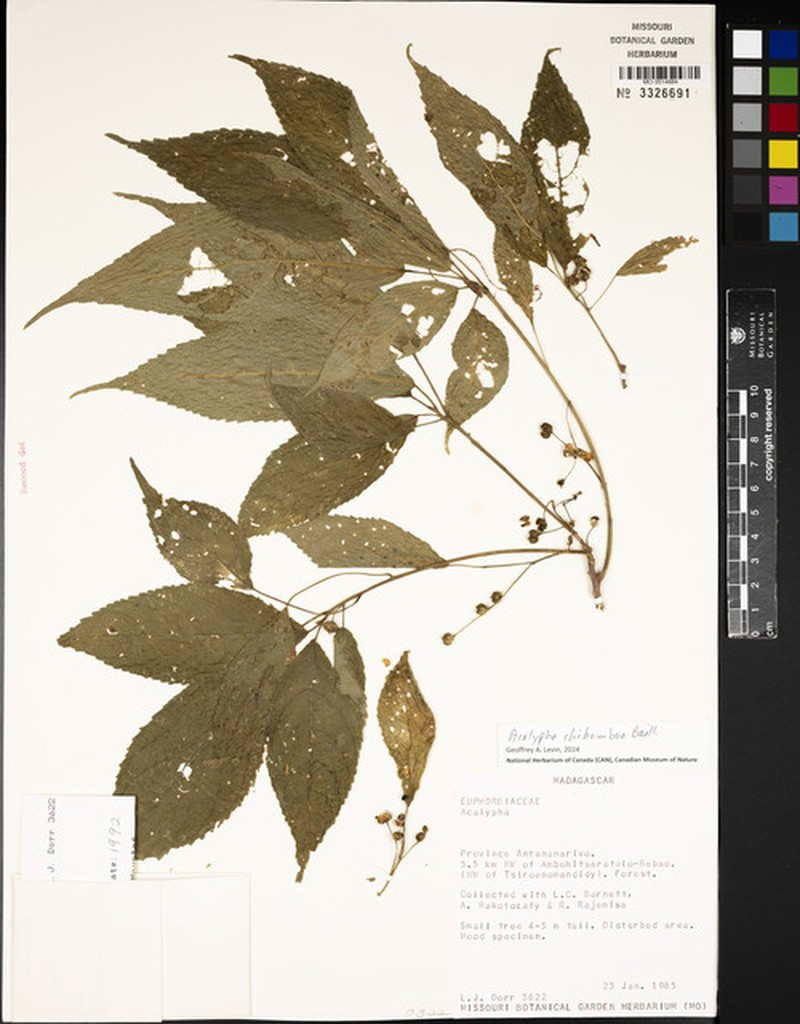 Acalypha chibomboa photo 6