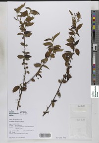 Acalypha chirindica