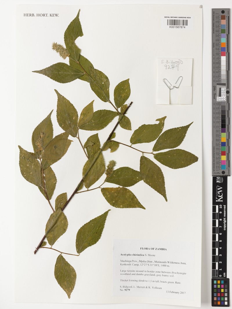 Acalypha chirindica photo 2