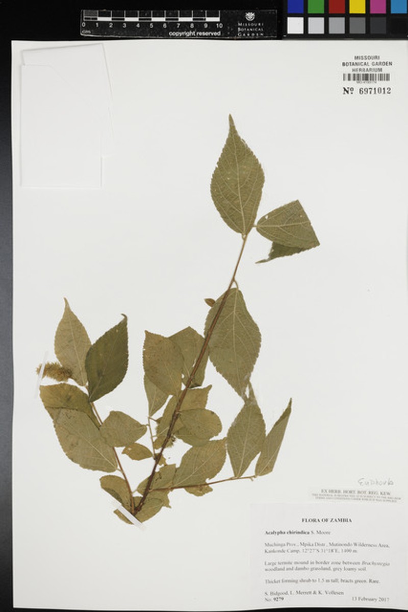 Acalypha chirindica photo 3