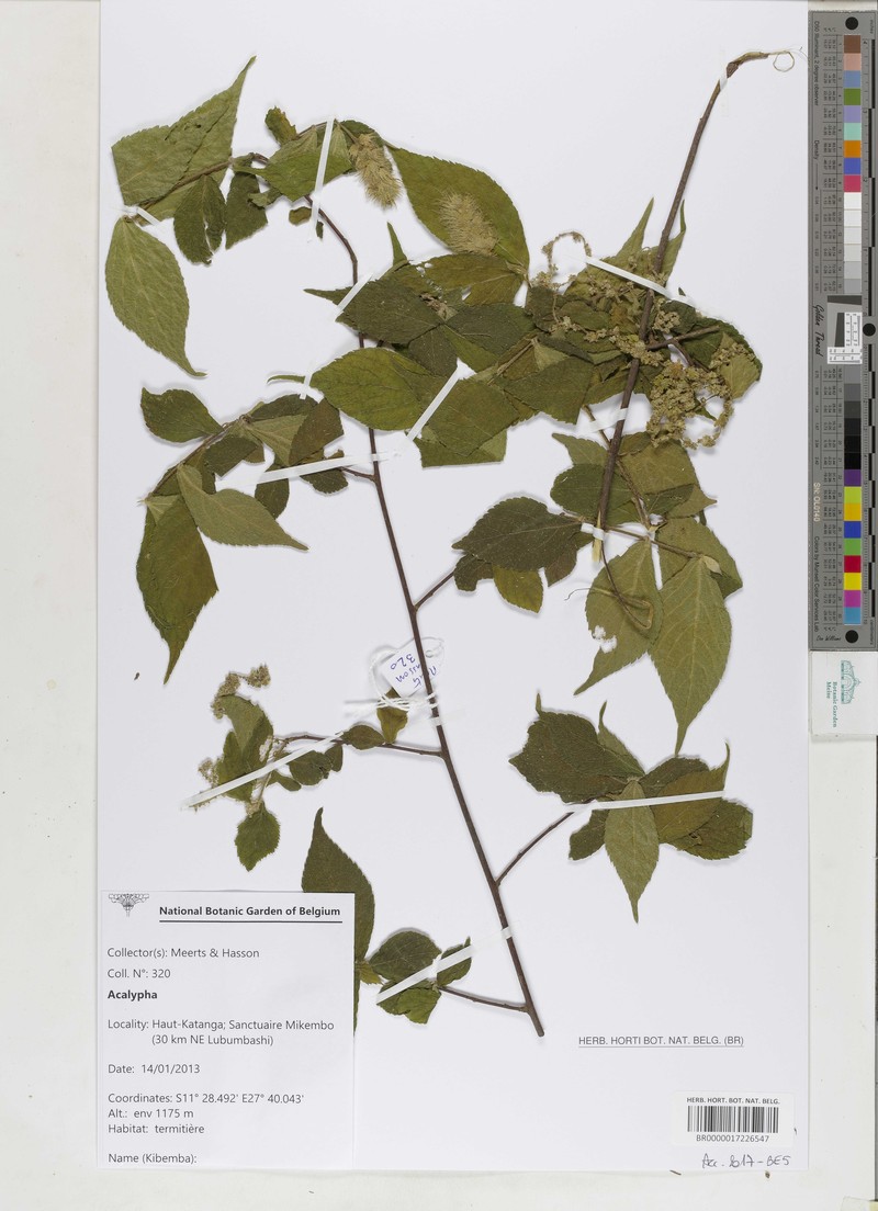 Acalypha chirindica photo 5