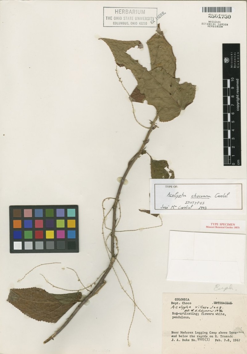 Acalypha chocoana