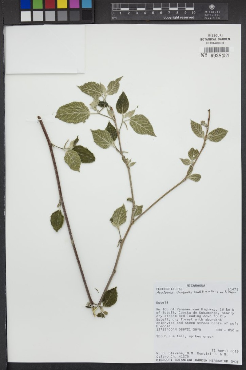 Acalypha chordantha