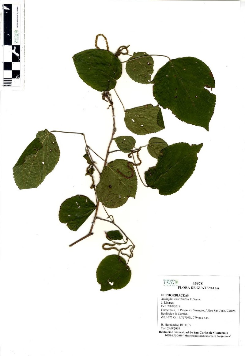 Acalypha chordantha photo 2