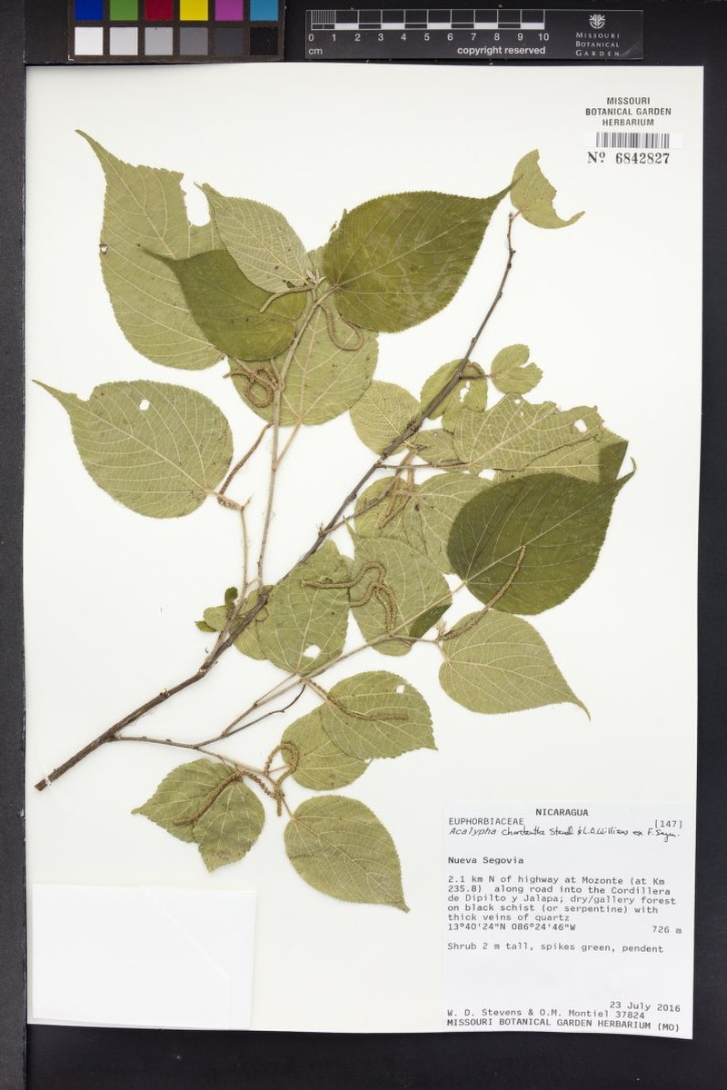 Acalypha chordantha photo 3