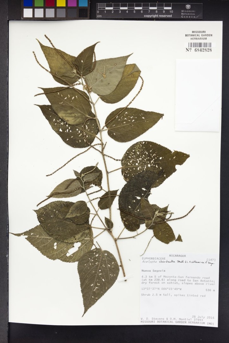 Acalypha chordantha photo 4